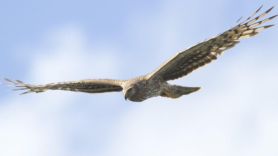 Hen harrier