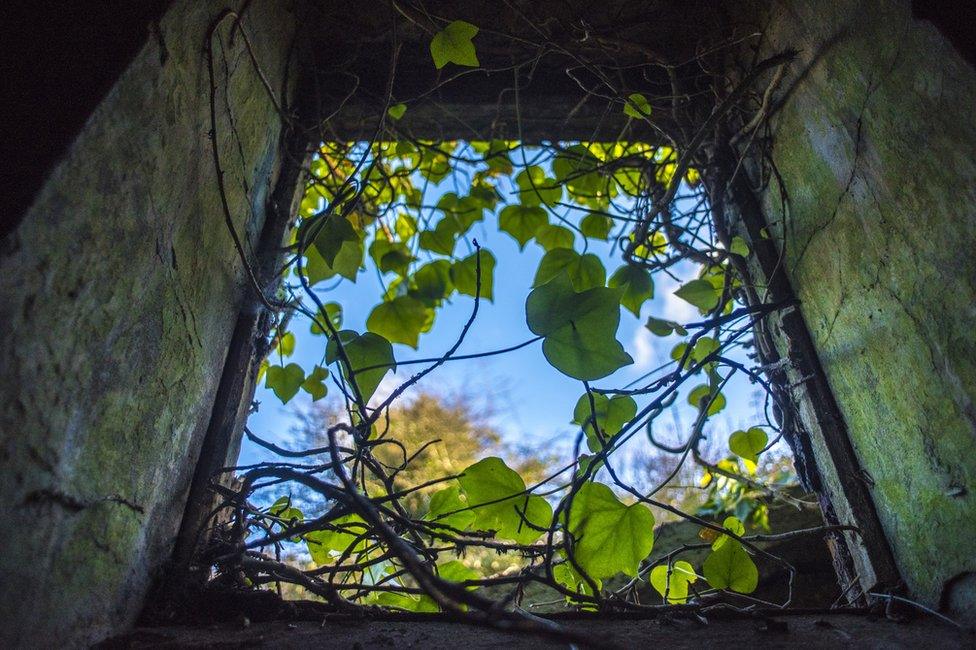 Ivy inside one of the fort buildings