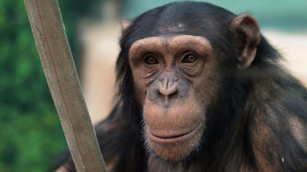 A young chimpanzee is pictured in an enclosure at the Zooparc de Beauval in Saint-Aignan, central France