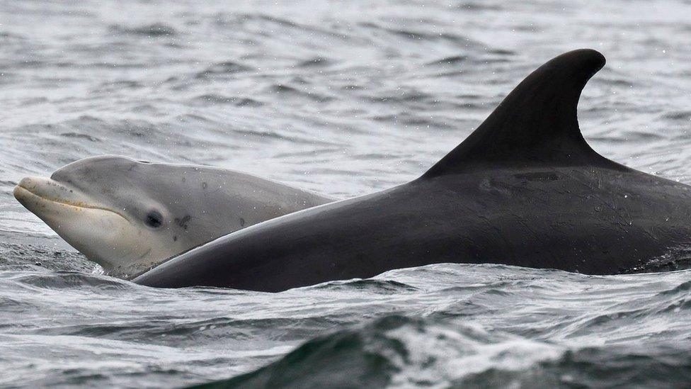 Bottlenose dolphins in Moray Firth