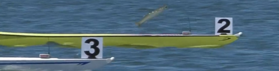 fish soaring out of water between rowing boats