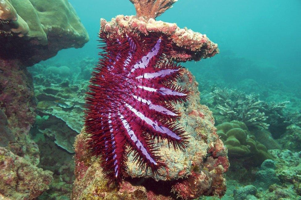 Crown-of-thorns starfish