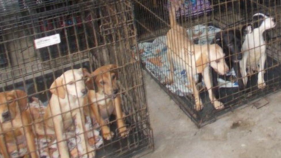 Caged dogs found at animal rescue