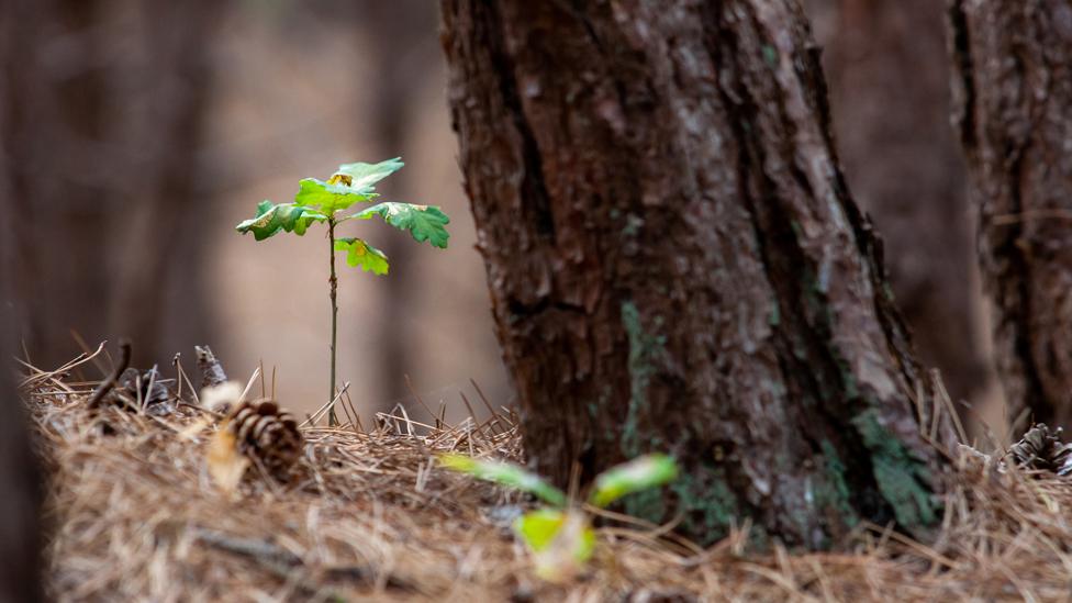 Tree and sapling