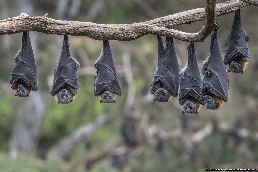 Grey-headed flying foxes (Pteropus poliocephalus) hanging from a branch. Yarra Bend Park, Kew, Victoria, Australia.