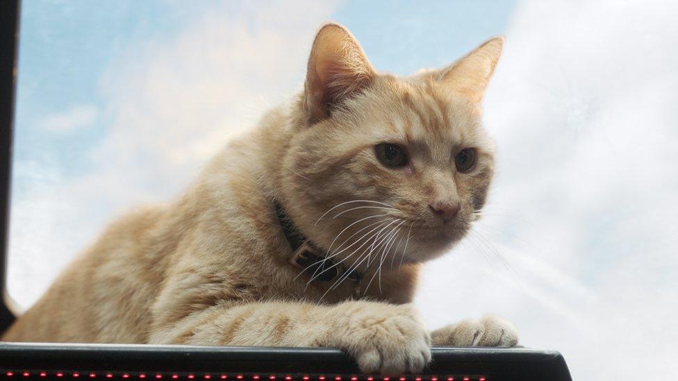 Captain Marvel's cat Goose in the film