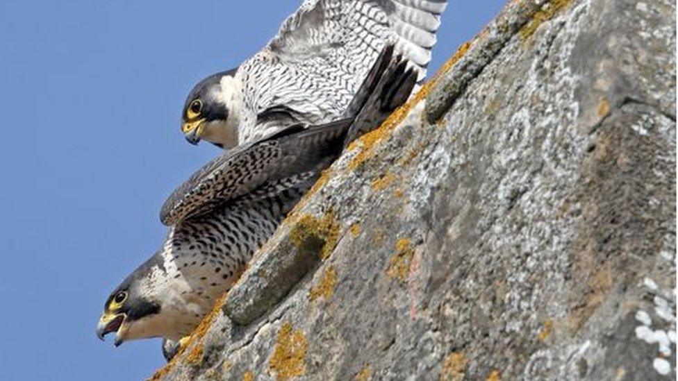 Romsey Abbey peregrines