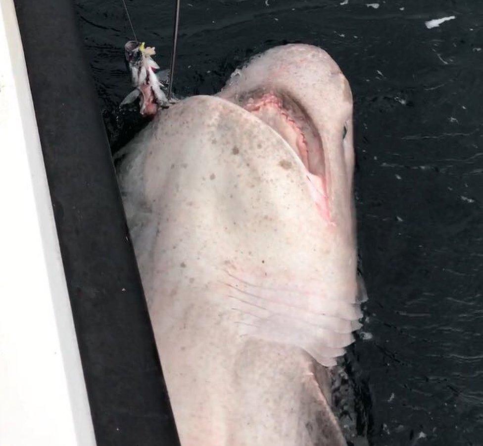 Sixgill shark caught by Ben Bond