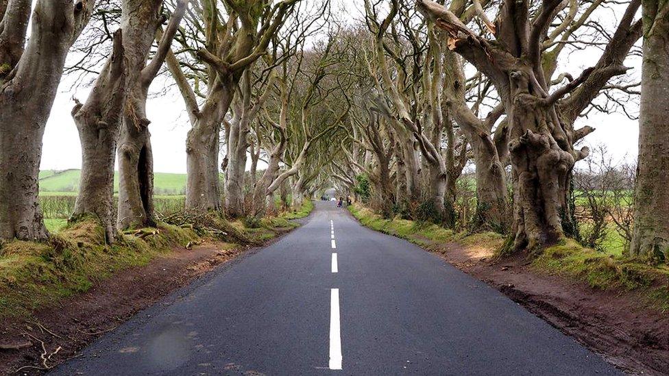 Dark Hedges