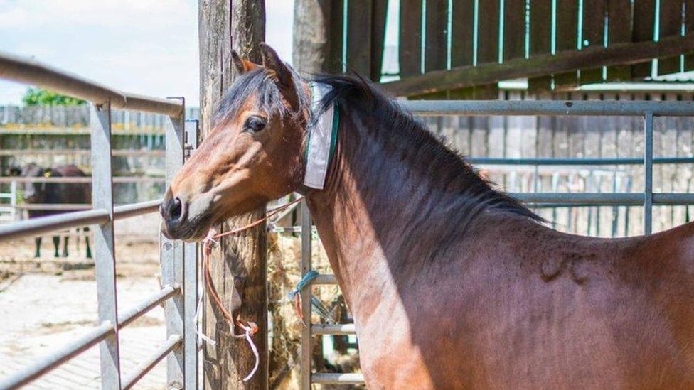 Horse with neckband