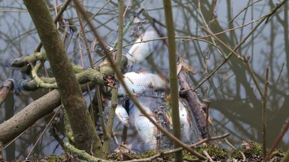 Dead fish in River Nene, Stanground