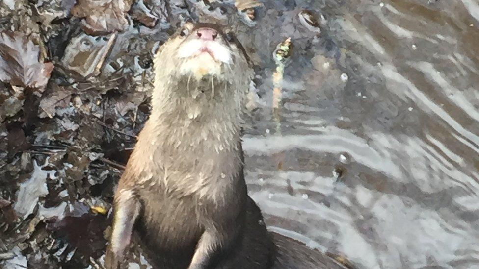 Geoff the Otter