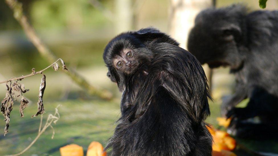 New baby Goeldi’s monkey – the size of a golf ball – born at Newquay Zoo