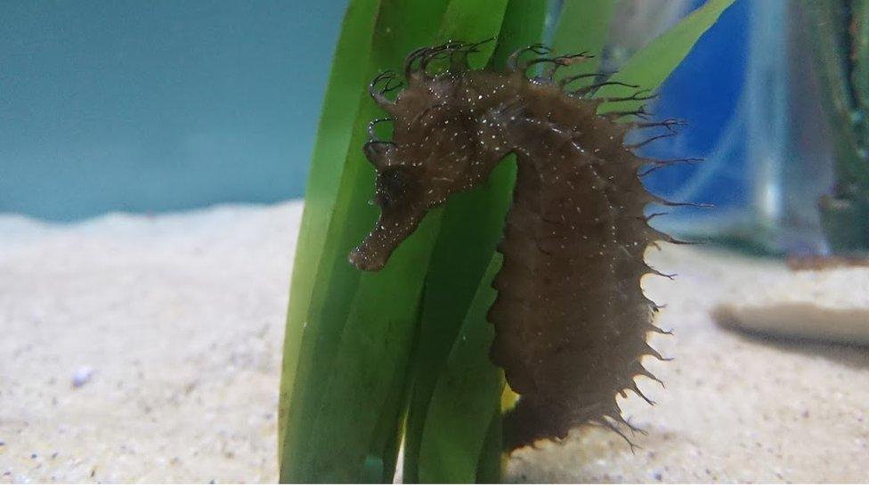 A Seahorse