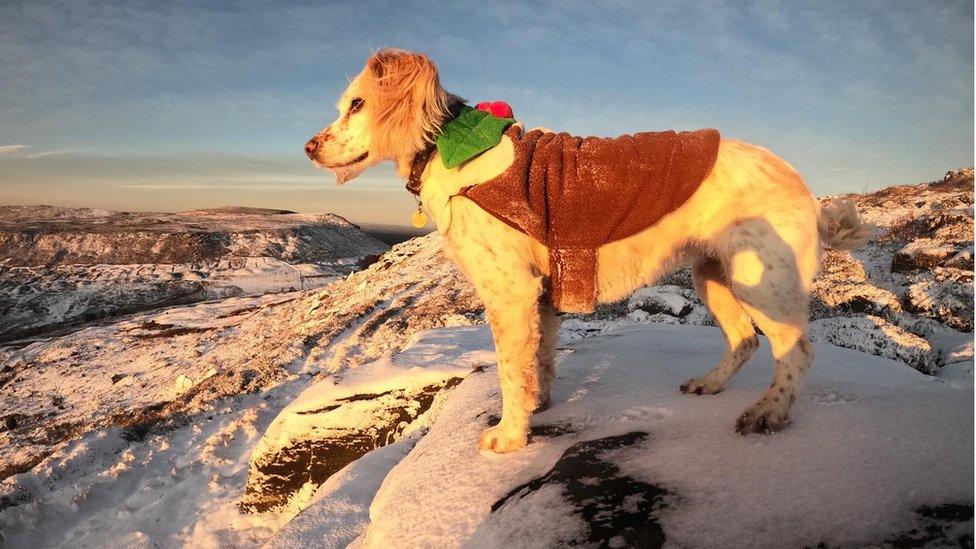 A dog in the North York Moors