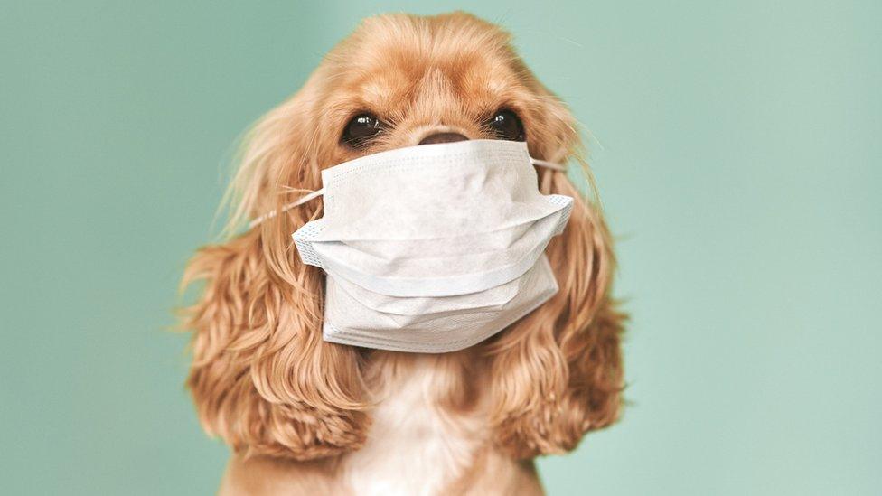 Dog in a medical mask