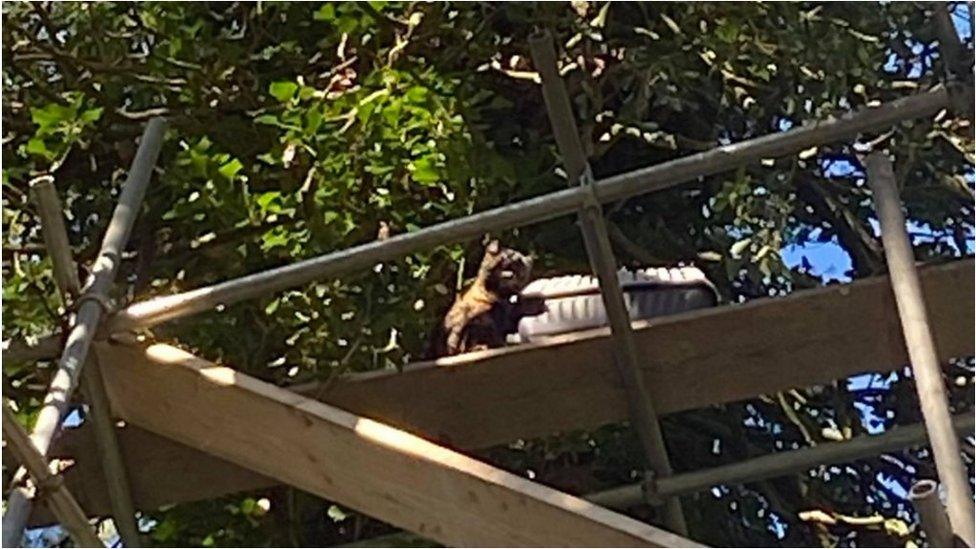 Cat in scaffolding around tree