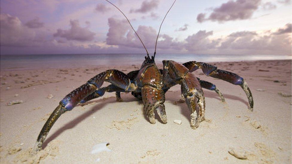 The coconut crab (Birgus latro) is a type of land hermit crab