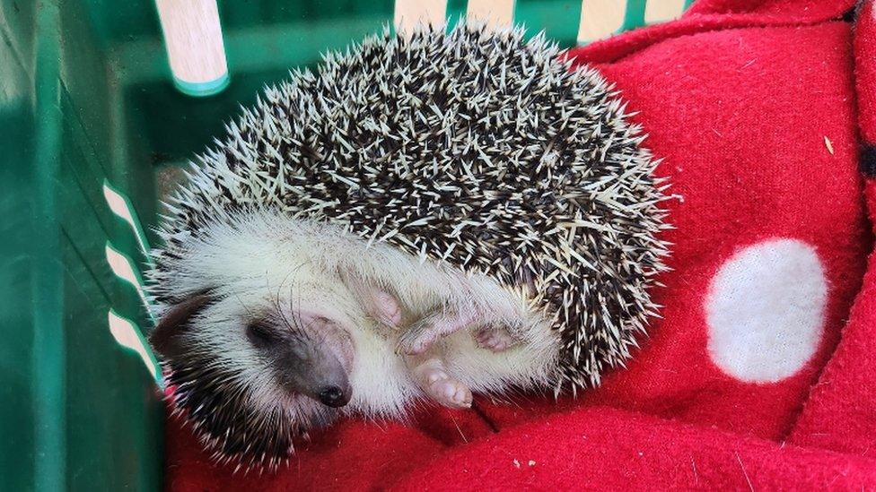 Winkle the hedgehog