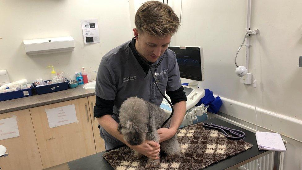 Alex Davies with nine year old Bedlington terrier Bronwen