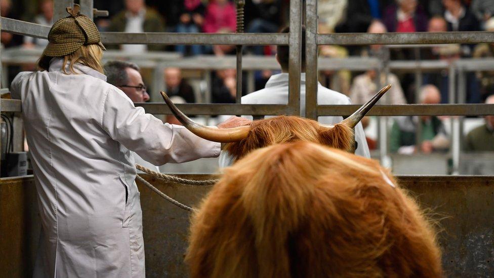 Cattle at auction