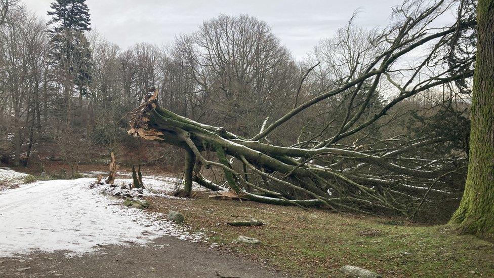 Fallen beech tree at Wray Castle