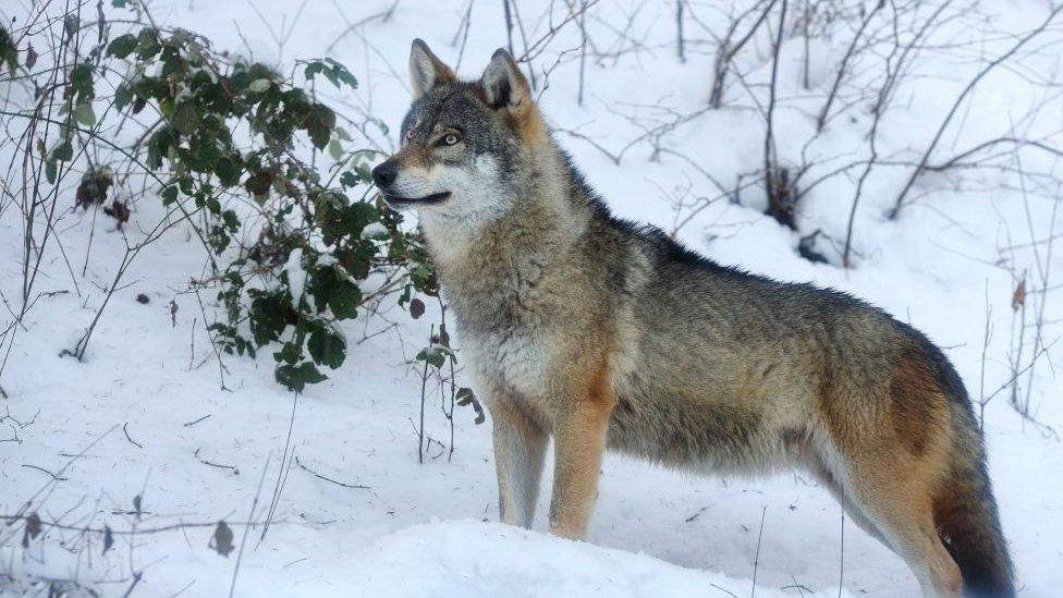 A grey wolf in a wildlife park in Italy