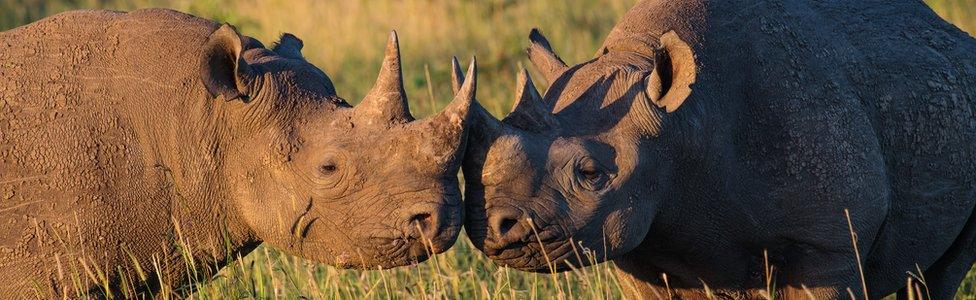 Rhinos in South Africa