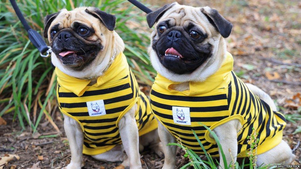 Two pugs in stripy yellow and black jumpers