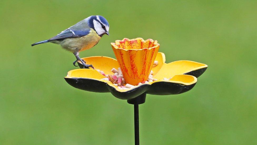 A bird feeding, taken by Steve Turner