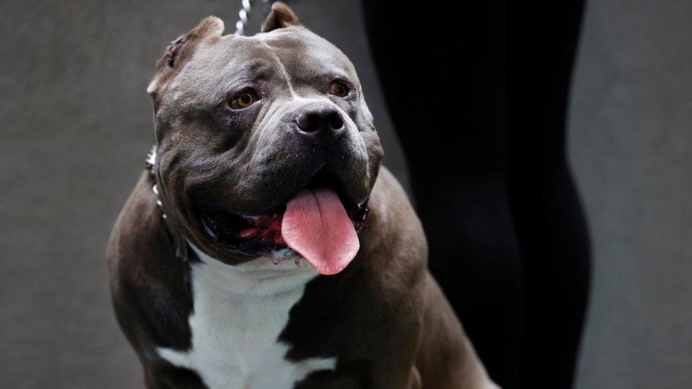 An American bully on a lead