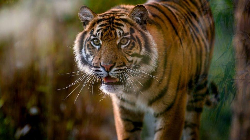 Sumatran tiger (c) Chester Zoo