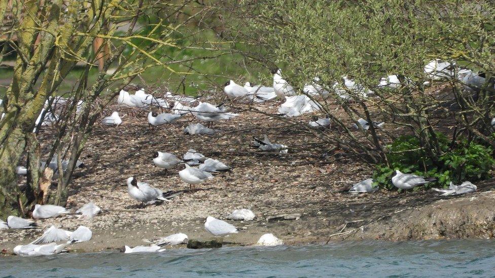 Dead and dying birds at Albert Village Lake