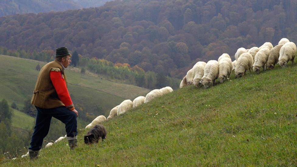 Shepherd with sheep, Transylvania, Southern Carpathian Mountains, Romania, October 2008