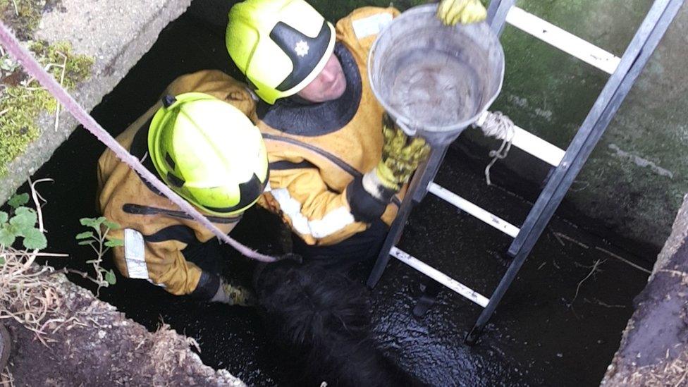 Firefighters rescuing Maple the pony
