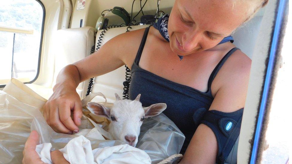 A goat taking flight in a helicopter, held by a conservationist