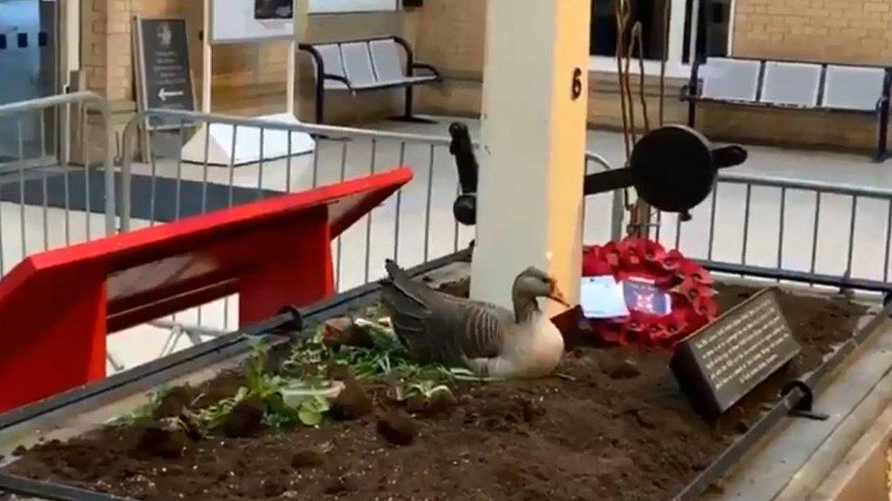 Goose at York Railway Station