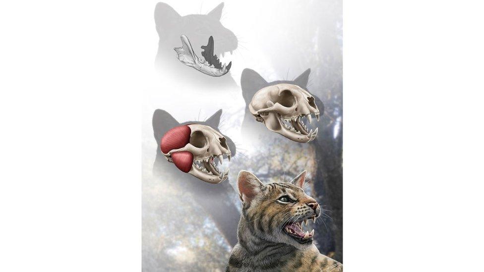 illustration shows the jaw that was discovered and how the cat's face structure was reconstructed