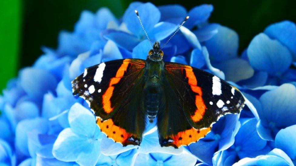 red admiral