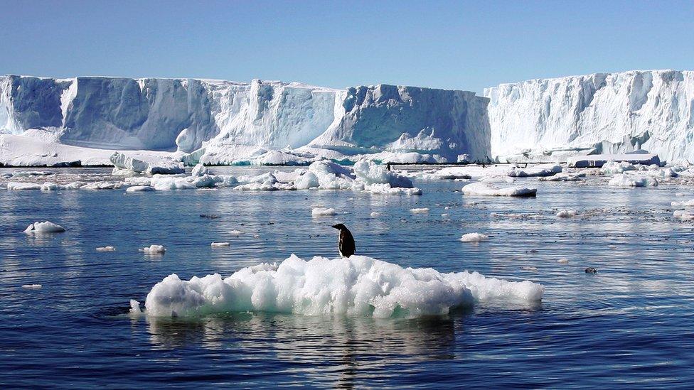 Penguin in Antarctica.