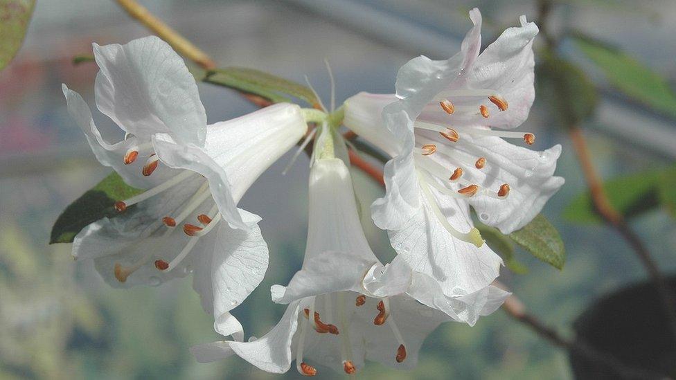 Rhododendron