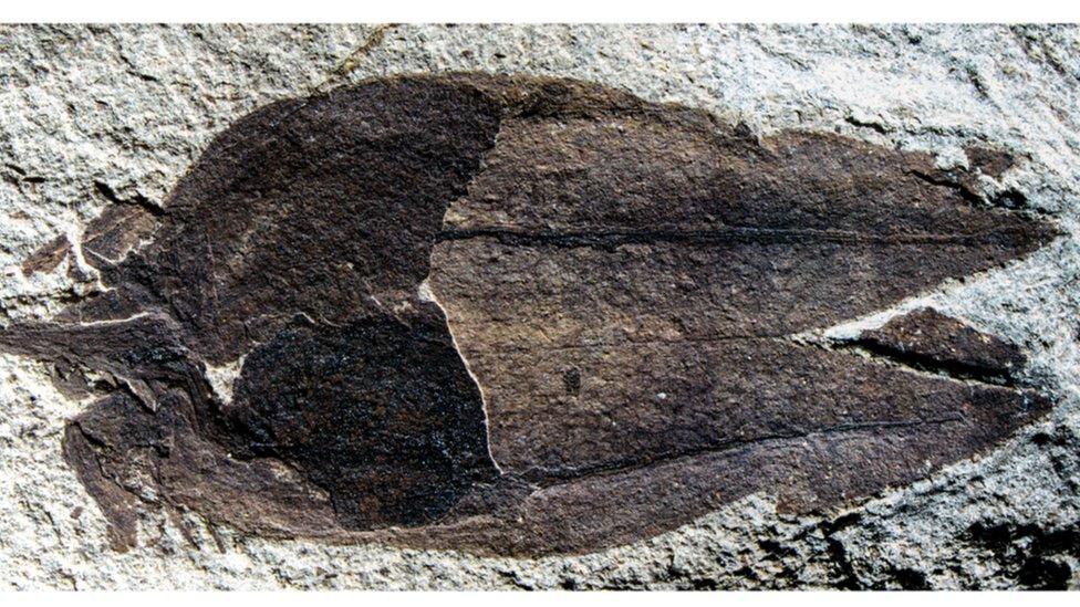 The 52-million-year-old fruit fossil