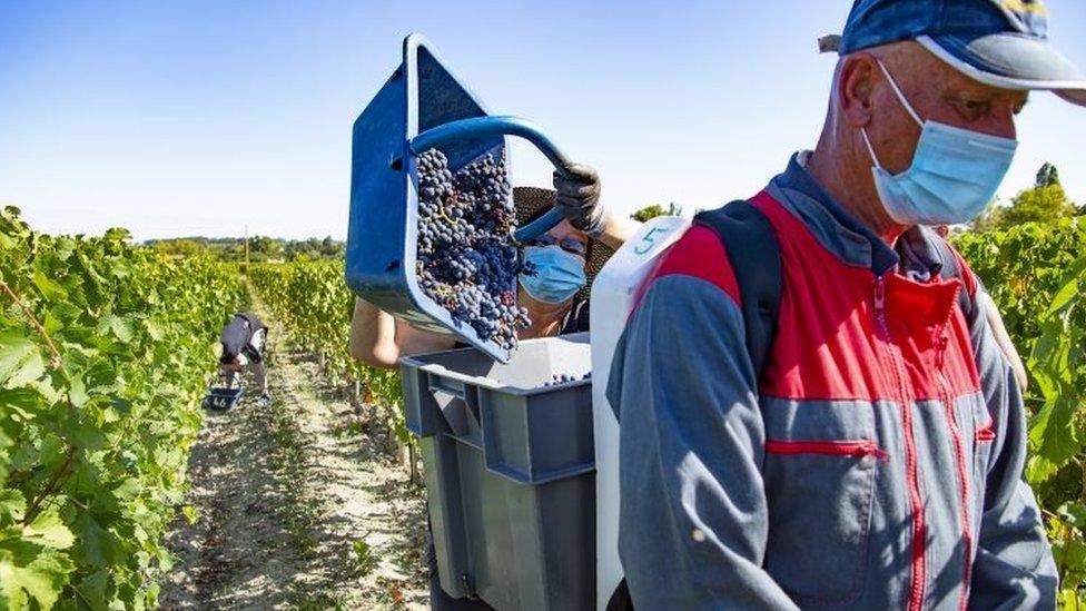 Bordeaux harvest