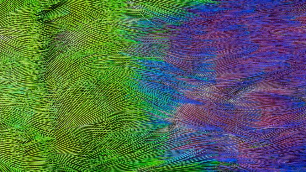 up close look at colourful bird feathers.