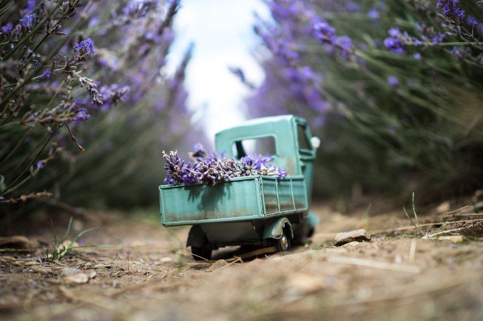 Lavender delivery in Hitchin