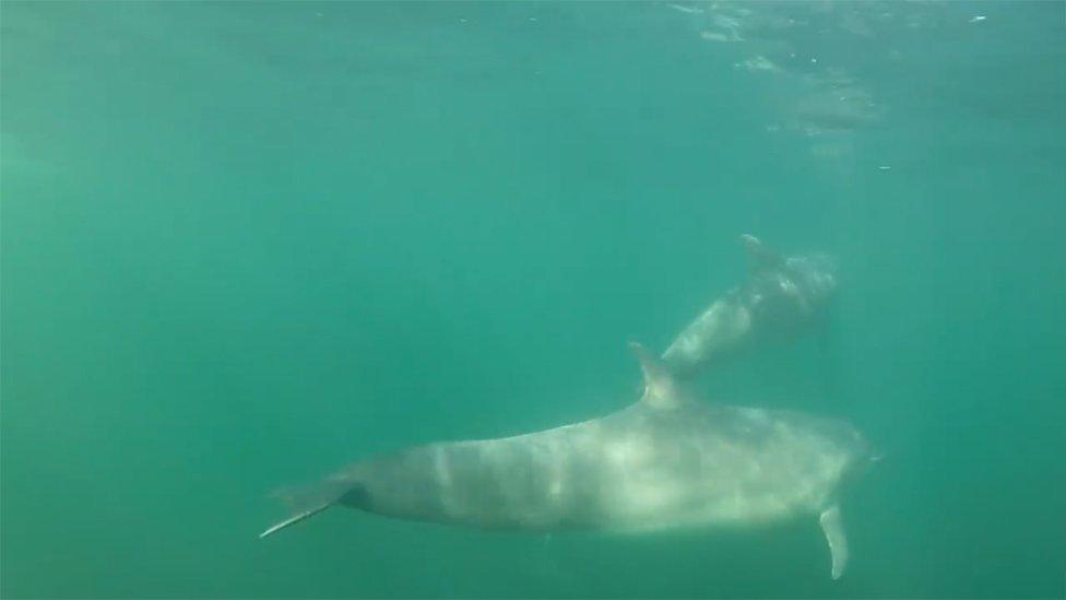 Bottlenose dolphins swim in the Moray Firth