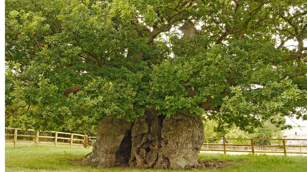 Bowethorpe Oak