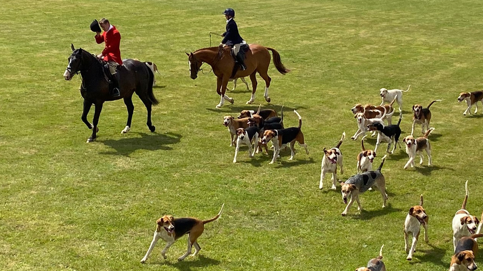 Horses and dogs