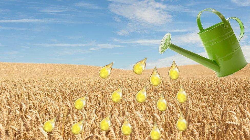 watering-can-in-field.