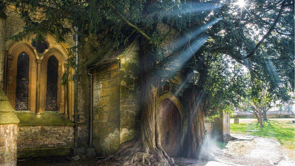 The ancient trunks of the yews framing the North Door of St Edward’s Church, Stow-on-the-Wold